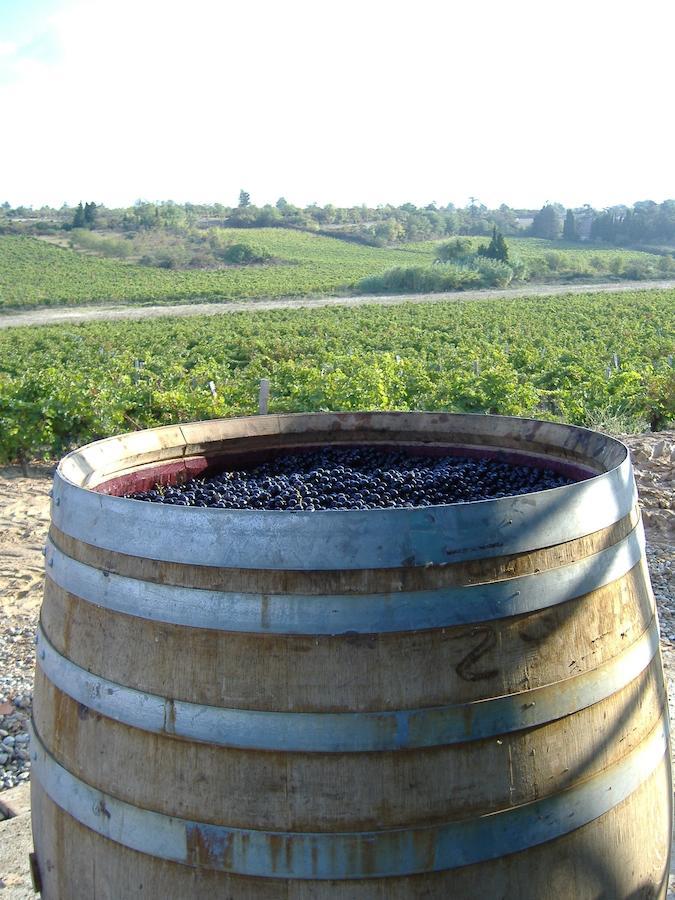 O'Vineyards B&B Carcassonne Villemoustaussou Cameră foto